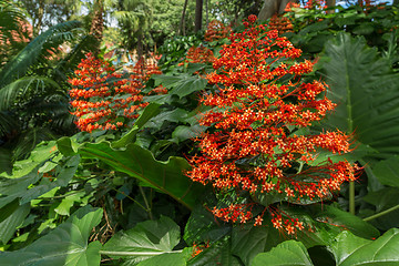 Image showing Tiny red flowers