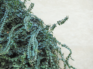 Image showing Ivy leaves background