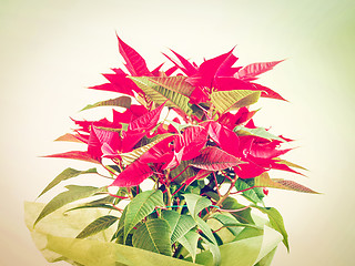 Image showing Poinsettia Christmas star