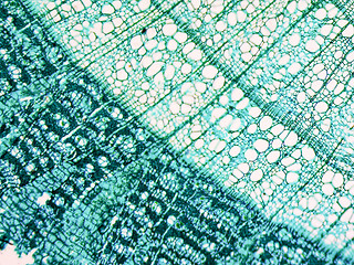 Image showing Tilia stem micrograph