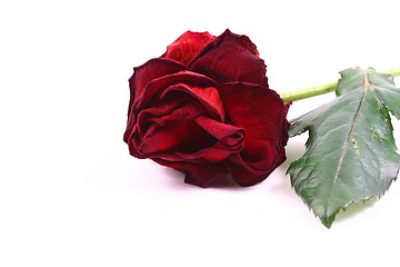 Image showing red rose