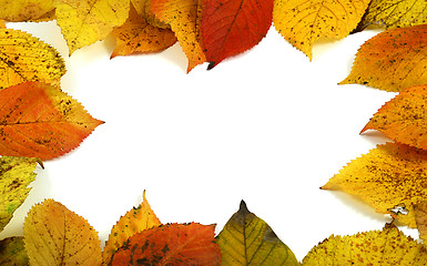 Image showing autumn leafs