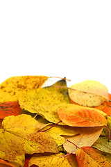 Image showing autumn leafs