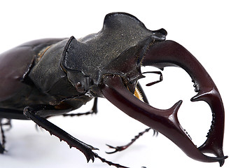 Image showing male stag-beetle