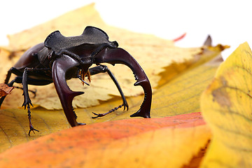 Image showing male stag-beetle and green leaf