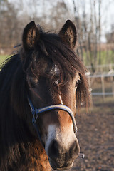 Image showing working horse