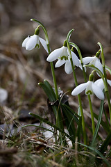 Image showing snowdrops