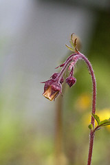 Image showing geum rivale