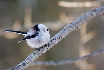 Image showing long tailed tit