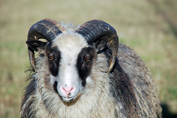 Image showing Ram