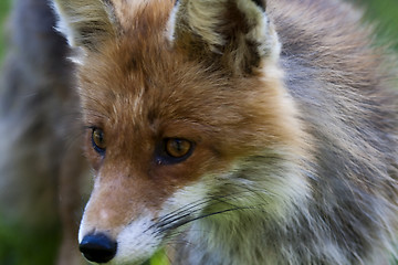 Image showing fox head