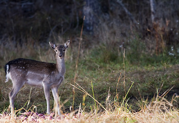 Image showing fallow deer fawn