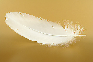 Image showing feather close-up