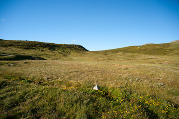 Image showing Mountain plateau Valdresflye, Jotunheimen, Norway