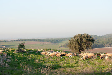 Image showing Nature travel in Israel