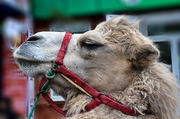 Image showing The head of the camel