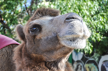 Image showing The head of the camel