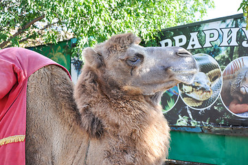 Image showing The head of the camel