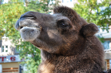 Image showing The head of the camel