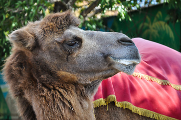 Image showing The head of the camel