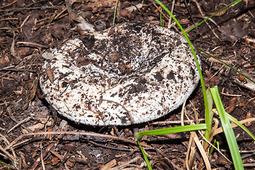 Image showing White lactarius in the forest