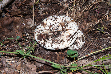 Image showing White lactarius in the forest