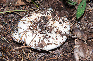 Image showing White lactarius in the forest