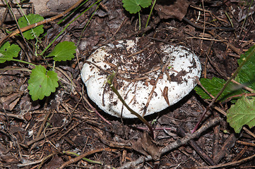 Image showing White lactarius in the forest