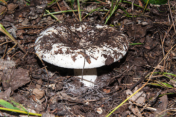 Image showing White lactarius in the forest