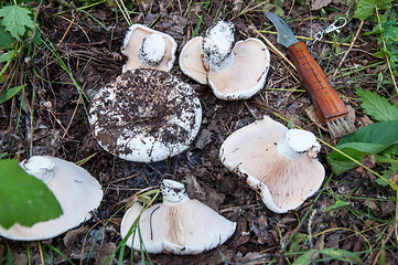 Image showing White lactarius in the forest