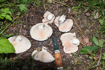 Image showing White lactarius in the forest