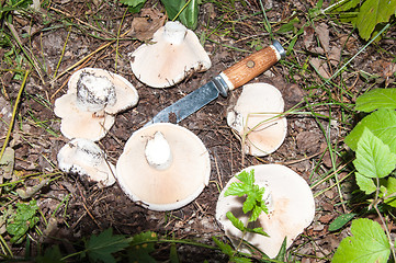 Image showing White lactarius in the forest