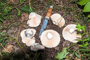 Image showing White lactarius in the forest