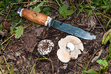 Image showing White lactarius in the forest