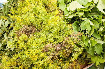 Image showing Fresh vegetables and herbs are sold at the Bazaar