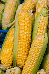 Image showing Corn is on sale at the Bazaar