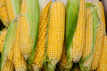 Image showing Corn is on sale at the Bazaar