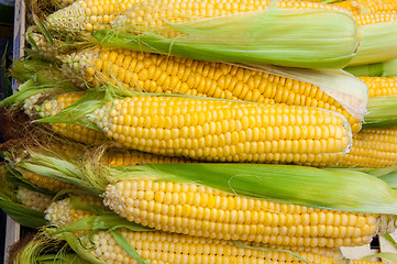 Image showing Corn is on sale at the Bazaar