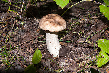 Image showing Orange-cap boletus in the forest