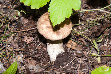 Image showing Orange-cap boletus in the forest