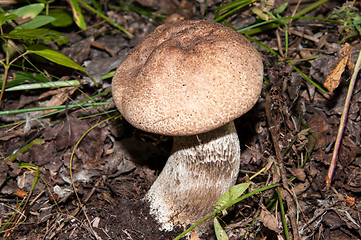 Image showing Orange-cap boletus in the forest