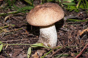 Image showing Orange-cap boletus in the forest