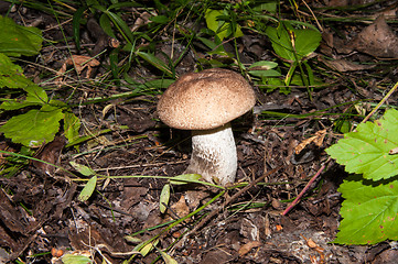 Image showing Orange-cap boletus in the forest