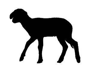 Image showing Lamb on white