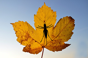 Image showing Maple leaf with bush cricket