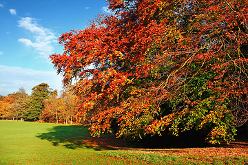 Image showing Beautiful Autumn Scene