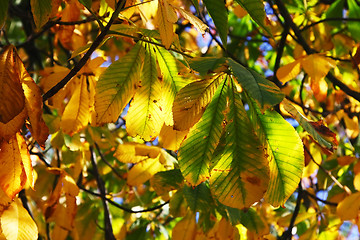 Image showing Horse Chestnut in Autumn