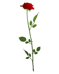 Image showing Red Rose