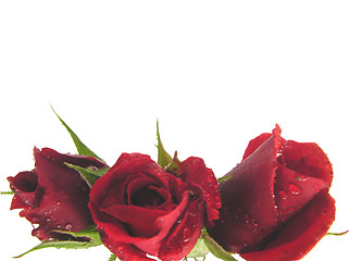 Image showing Red roses on the  bottom edge of a white background 