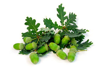 Image showing Acorns oak branches